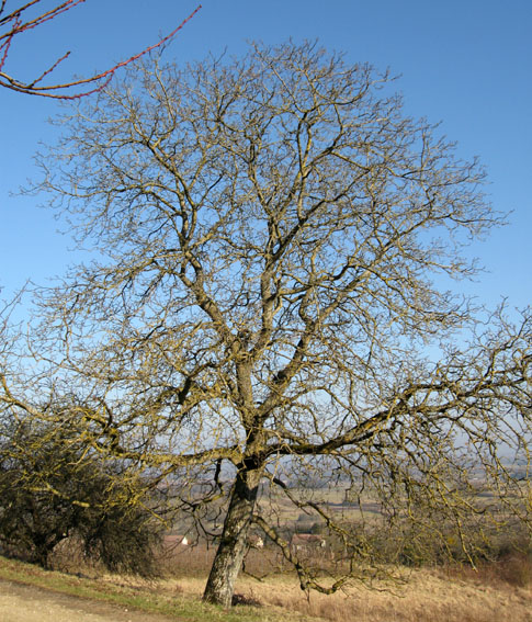  - Juglans regia Bulligny 30-1-09 008